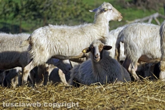 Maremma