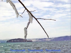 Marta - Danilo Piovani