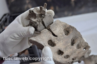 Strage a Ferento - Coccige e osso sacro colpiti da spada