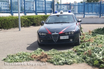 Maxipiantagione di marijuana a Vitorchiano