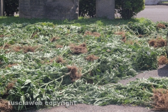 Maxipiantagione di marijuana a Vitorchiano