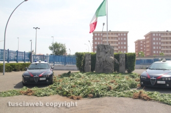 Maxipiantagione di marijuana a Vitorchiano