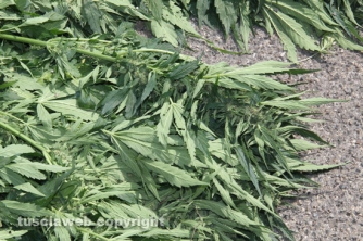 Maxipiantagione di marijuana a Vitorchiano