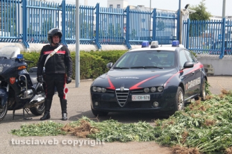 Maxipiantagione di marijuana a Vitorchiano