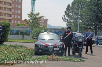 Maxipiantagione di marijuana a Vitorchiano