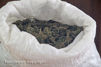 Maxipiantagione di marijuana a Vitorchiano