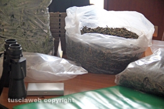 Maxipiantagione di marijuana a Vitorchiano