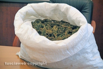 Maxipiantagione di marijuana a Vitorchiano