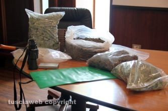 Maxipiantagione di marijuana a Vitorchiano