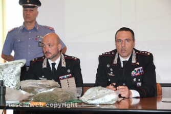 Maxipiantagione di marijuana a Vitorchiano