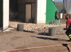 Vigili del fuoco - Migliaia di pulcini salvati dalle fiamme