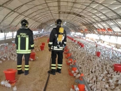 Vigili del fuoco - Migliaia di pulcini salvati dalle fiamme
