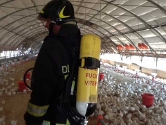 Vigili del fuoco - Migliaia di pulcini salvati dalle fiamme