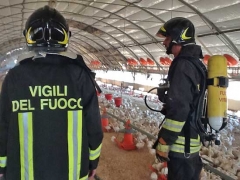 Vigili del fuoco - Migliaia di pulcini salvati dalle fiamme
