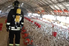 Vigili del fuoco - Migliaia di pulcini salvati dalle fiamme