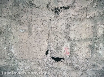 Moscerini nella cripta di santa Lucia