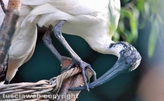Fagagna, il paese delle cicogne