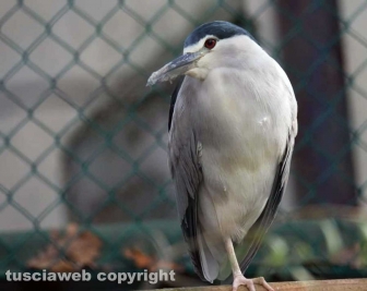 Fagagna, il paese delle cicogne
