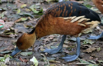 Fagagna, il paese delle cicogne