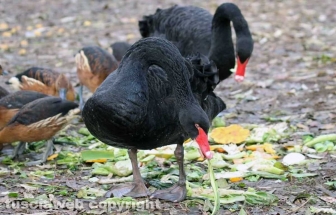Fagagna, il paese delle cicogne