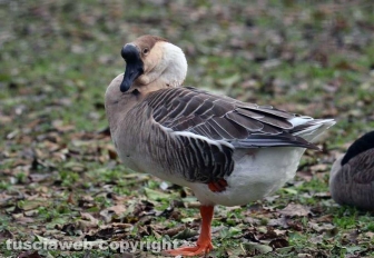 Fagagna, il paese delle cicogne