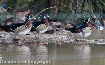 Fagagna, il paese delle cicogne