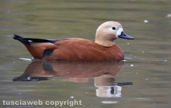Fagagna, il paese delle cicogne