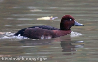 Fagagna, il paese delle cicogne
