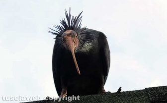 Fagagna, il paese delle cicogne