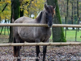 Fagagna, il paese delle cicogne