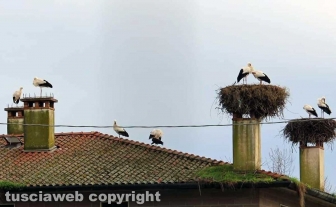 Fagagna, il paese delle cicogne