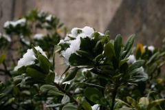 La città innevata di Elisa Cappelli