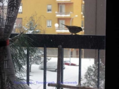Neve a Viterbo, dettagli - Silvia Tomassini