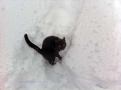 Gatto nero - Silvio Cappelli