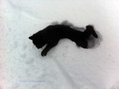 Gatto nero - Silvio Cappelli