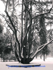 Vetralla - Alessandro Stefanoni