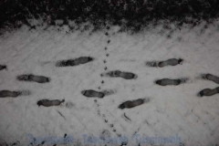 Viterbo - Prime impronte- Mariella Zadro