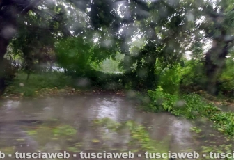 Orte Scalo - Ramo crollato sulla provinciale