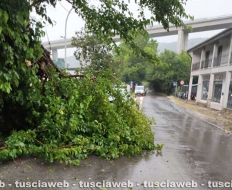 Orte - Ramo crollato sulla provinciale