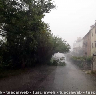 Orte Scalo - Ramo crollato sulla provinciale