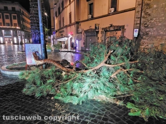 Maltempo - Viterbo - Ramo di pino crollato a piazza del Teatro