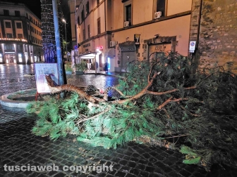 Maltempo - Viterbo - Ramo di pino crollato a piazza del Teatro