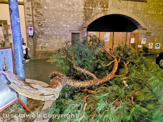 Maltempo - Viterbo - Ramo di pino crollato a piazza del Teatro