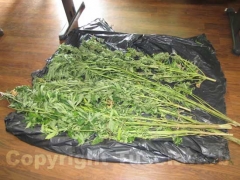 Le piante di marijuana sequestrate