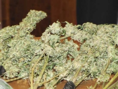 Le piante di marijuana sequestrate