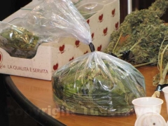 La marijuana sequestrata