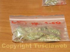 La marijuana sequestrata