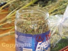 La marijuana già essiccata e pronta per la vendita