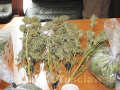 Le piante di marijuana sequestrate