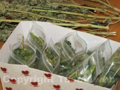 La marijuana sequestrata